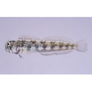 Rhabdoblennius nitidus (Gunther, 1861)