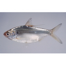 Nematalosa come (Richardson, 1846)