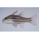 Ostorhinchus taeniophorus (Regan, 1908)