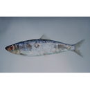 Clupea pallasii Valenciennes, 1847
