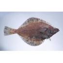 Hippoglossoides pinetorum (Jordan et Starks, 1904)