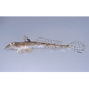 Repomucenus ornatipinnis (Regan, 1905)