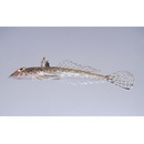 Repomucenus ornatipinnis (Regan, 1905)