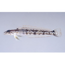 Parapercis ommatura Jordan et Snyder, 1902