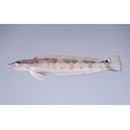 Parapercis ommatura Jordan et Snyder, 1902