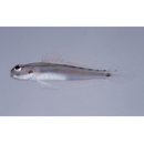 Amblygobius sp. 1 of Suzuki (2004)