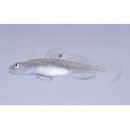 Gymnogobius macrognathos (Bleeker, 1860)