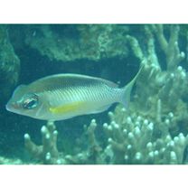 Scolopsis margaritifera (Cuvier, 1830)