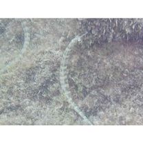 Corythoichthys haematopterus (Bleeker, 1851)