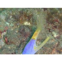 Rhinomuraena quaesita Garman, 1888