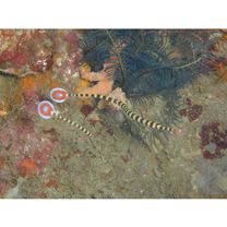 Doryrhamphus (Dunckerocampus) dactyliophorus (Bleeker, 1853)