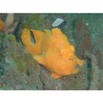 Antennarius commersoni (Latreille, 1804) or A. pictus (Shaw et Nodder, 1794)