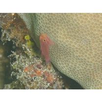 Trimma striatum (Herre, 1945)