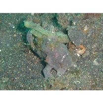 Antennarius commersoni (Latreille, 1804) or A. pictus (Shaw et Nodder, 1794)