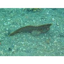 Ablabys macracanthus (Bleeker, 1852)