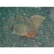 Ablabys macracanthus (Bleeker, 1852)