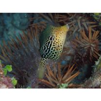 Ostracion solorensis Bleeker, 1856