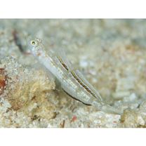 Grallenia lipi Shibukawa et Iwata, 2007