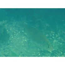 Ditrema viride Oshima, 1940