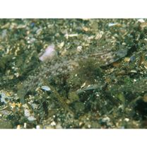 Istigobius campbelli (Jordan et Snyder, 1901)