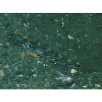 Acentrogobius virgatulus (Jordan et Snyder, 1901)