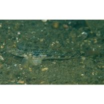 Acentrogobius virgatulus (Jordan et Snyder, 1901)