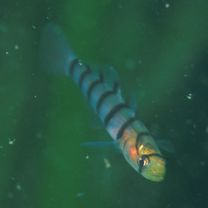 Pterogobius elapoides (Gunther, 1872)