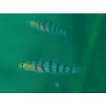 Pterogobius elapoides (Gunther, 1872)