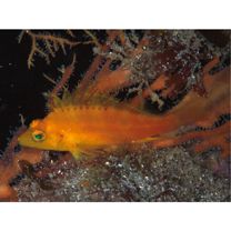 Cirrhitichthys aureus (Temminck et Schlegel, 1843)