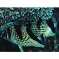 Chaetodon argentatus Smith et Radcliffe, 1911