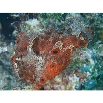 Antennarius pictus (Shaw, 1794)