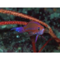 Pseudanthias randalli (Lubbock et Allen, 1978)