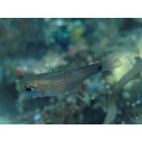 Taeniamia macroptera (Cuvier, 1828)