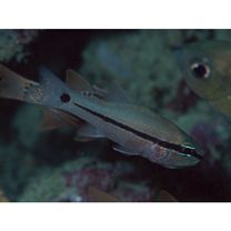 Pristiapogon fraenatus (Valenciennes, 1832)