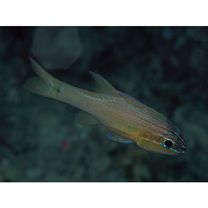 Apogon chrysotaenia Bleeker, 1851