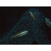 Apogon monospilus Fraser, Randall et Allen, 2002