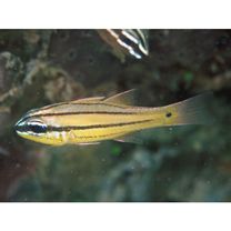 Apogon sealei Fowler, 1918