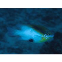 Dischistodus melanotus (Bleeker, 1858)