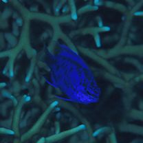 Chrysiptera springeri (Allen, 1976)