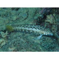 Parapercis sp. 10 (P. sp. 2 of Kuiter, 1992)