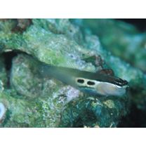 Ecsenius bimaculatus Springer, 1971