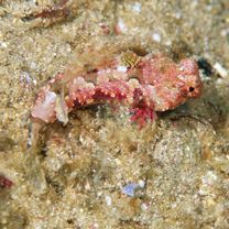 Neosynchiropus morrisoni (Schultz, 1960)