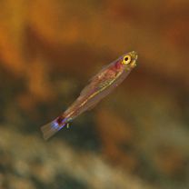 Trimma nasa Winterbottom, 2005