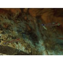 Trimma nasa Winterbottom, 2005