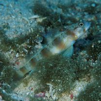 Amblyeleotris arcupinna Mohlmann et Munday, 1999