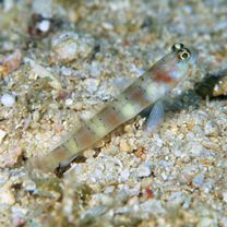 Amblyeleotris arcupinna Mohlmann et Munday, 1999