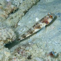 Vanderhorstia papilio Shibukawa et Suzuki, 2004