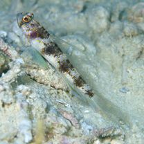 Vanderhorstia papilio Shibukawa et Suzuki, 2004