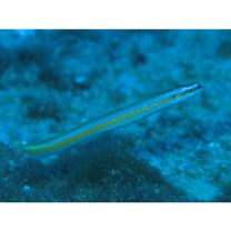 Gunnellichthys curiosus Dawson, 1968