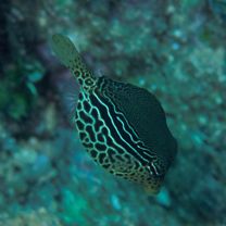 Ostracion solorensis Bleeker, 1856